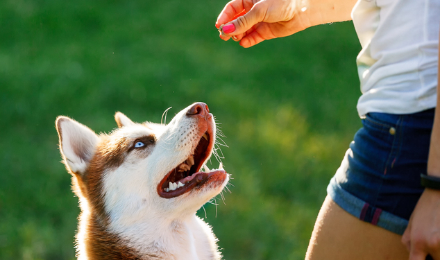 犬　無駄吠え　しつけ