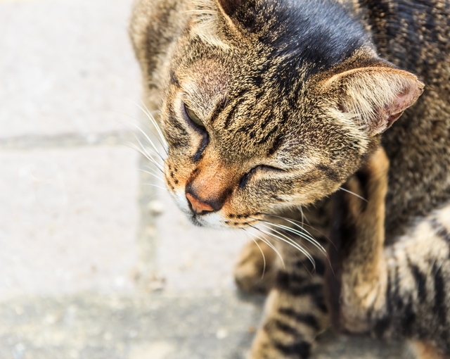 Itching Tabby Cat, Closeup