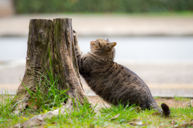 pixta_14096016_S