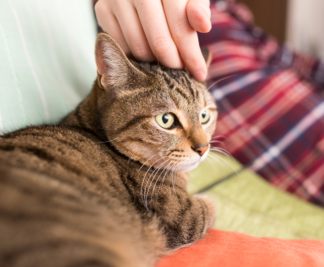 猫