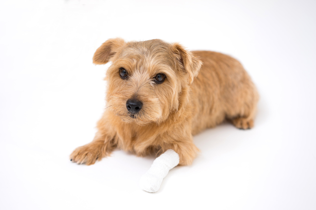 犬　フローリング　傷　怪我