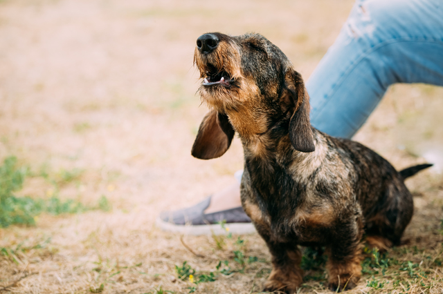 Brown Red Wire-haired Dachshund Dog Barking