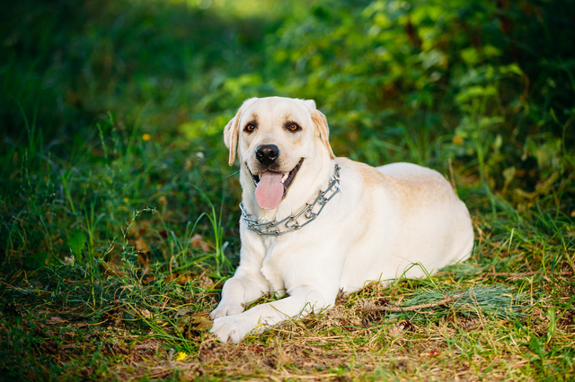Happy White Labrador Retriever Dog Sitting In Grass, Park Backgr