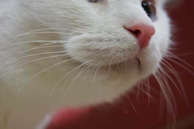 SONY DSC