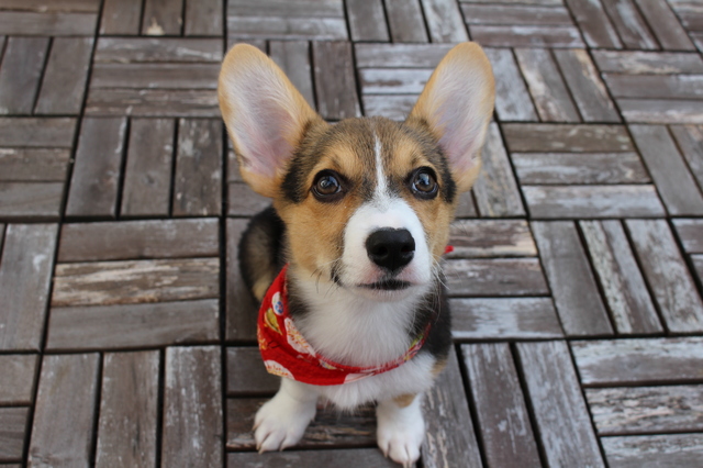 犬　発情