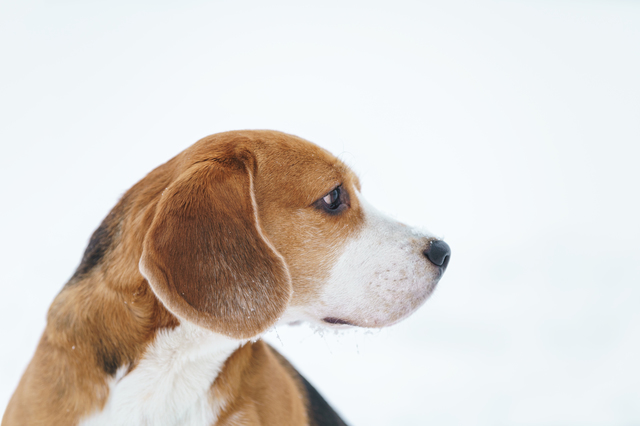 sad beagle dog outdoor portrait walking in snow