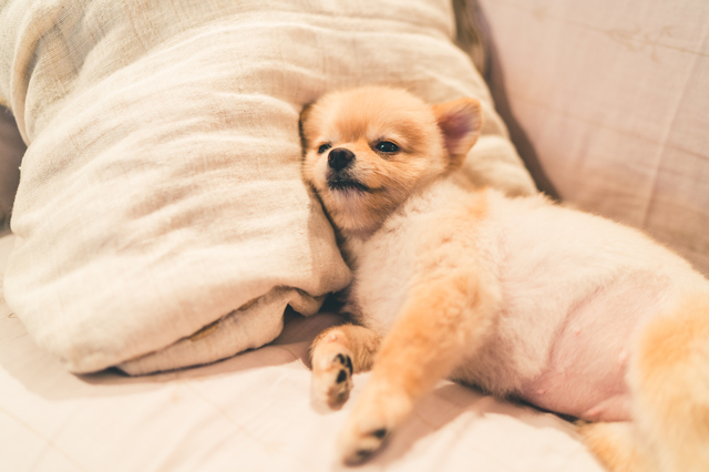 Cute pomeranian dog sleeping on pillow on bed, with copy space