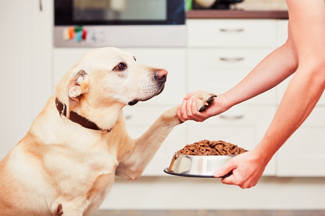 Feeding the hungry dog