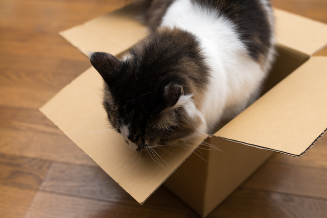 箱のなかの猫