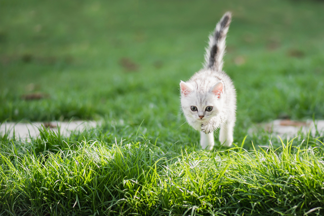 子猫　跳ねる　