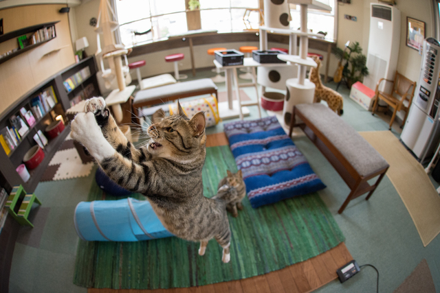 猫　跳ねる