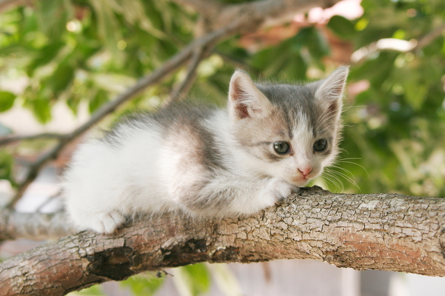 子猫　跳ねる