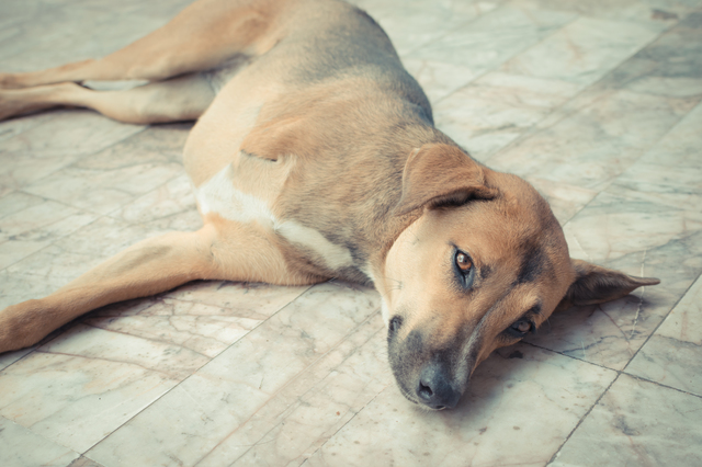 Defect dog with three legs