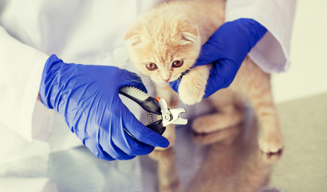 close up of vet with clipper cutting cat nail