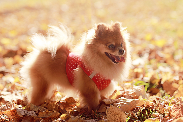 small dog Spitz red in autumn park