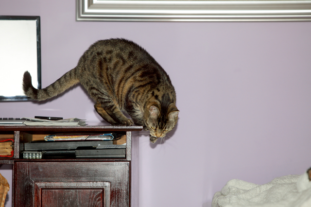 A cat in a home office