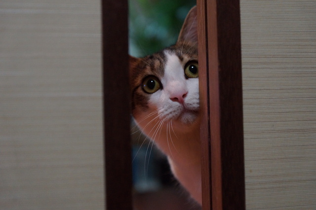 pixta_8198432_S