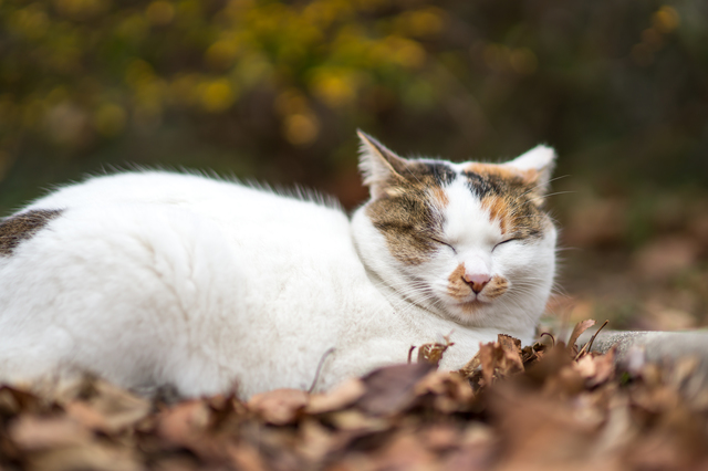 pixta_22428150_S