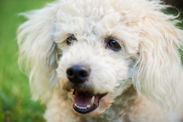 portrait of white poodle
