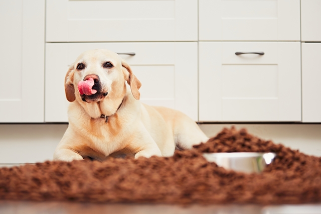 Hungry labrador retriever