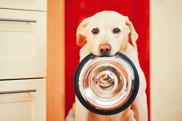 Dog is waiting for feeding.