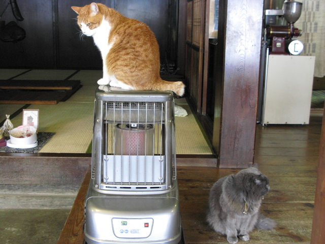猫　暖房　設定温度