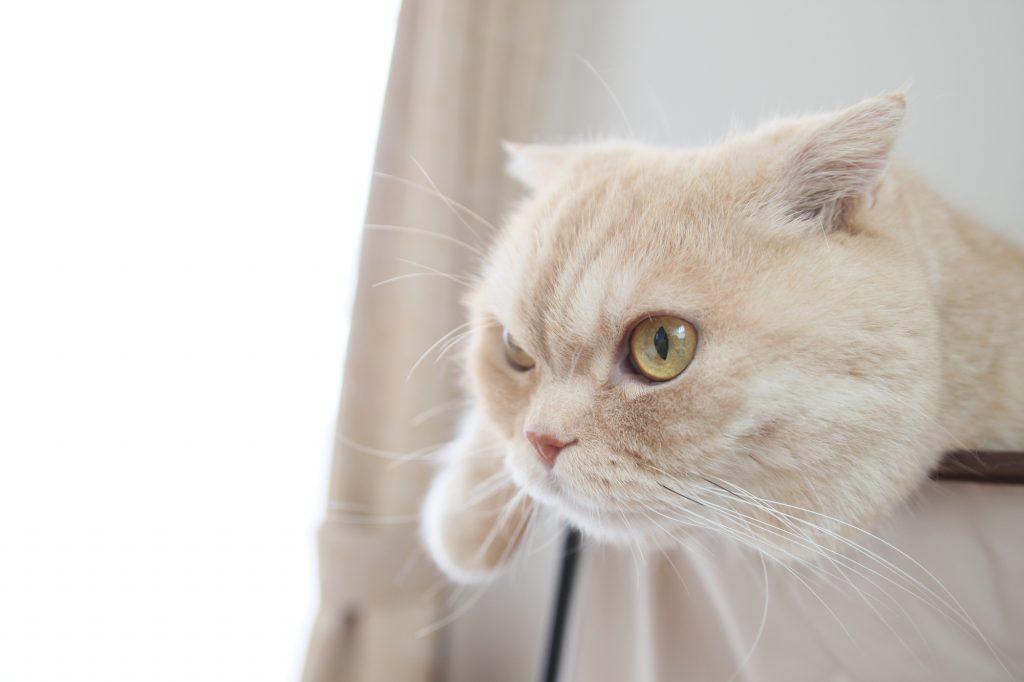 猫　必要な栄養