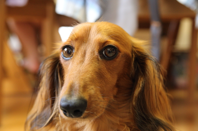 犬　ガン