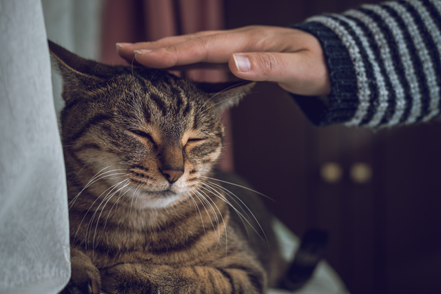 猫