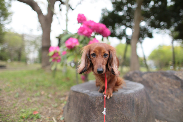 小型犬　散歩