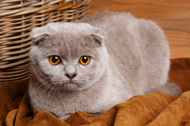 猫　好きな場所