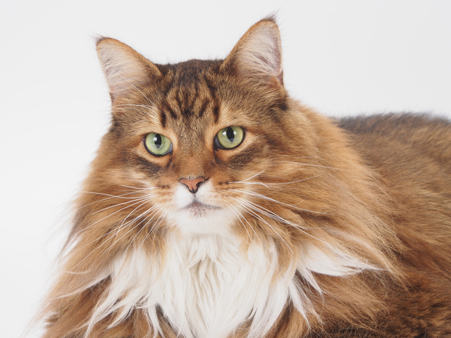 春　猫　お世話　仕方