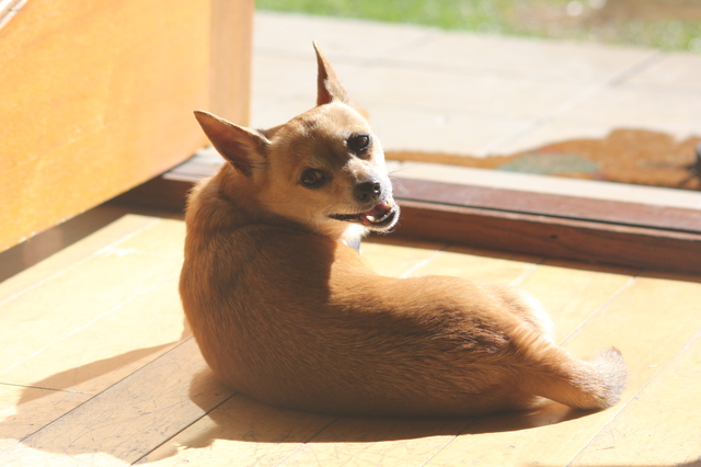 犬　ヒーター