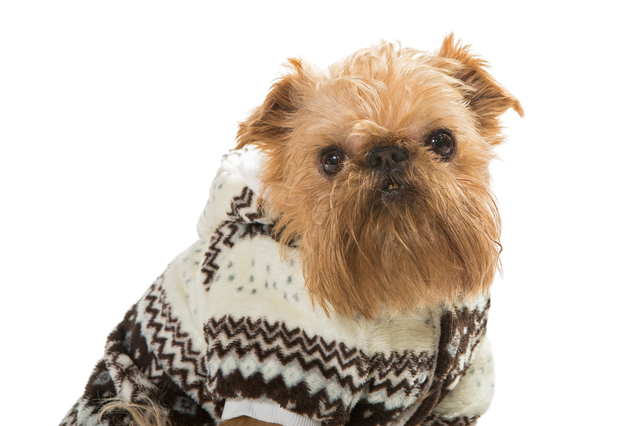犬　寒い