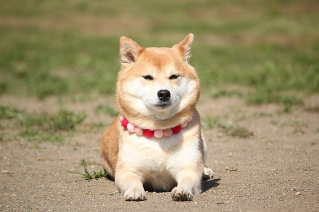他の犬に発情