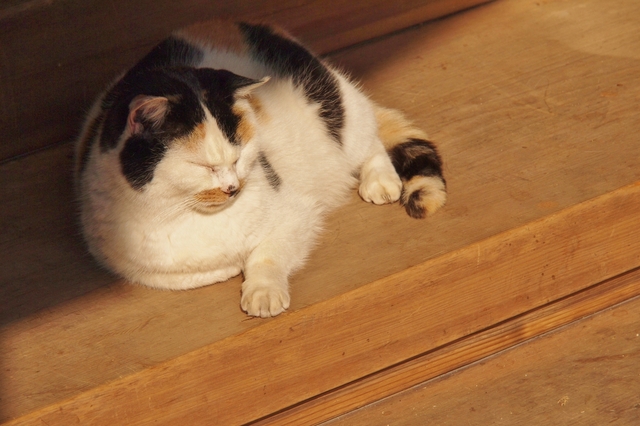 猫の耳　熱い
