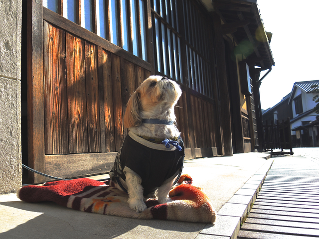 日向　ペット　犬