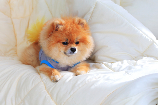 cute pet in house, pomeranian grooming dog wear clothes on bed a