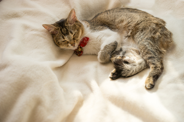 猫　体調不良　隠す