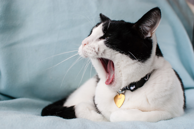 pixta_catkuti3
