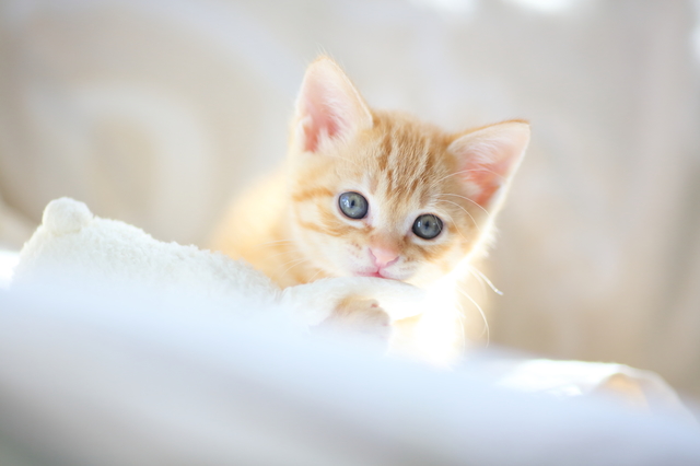 pixta_kitten1