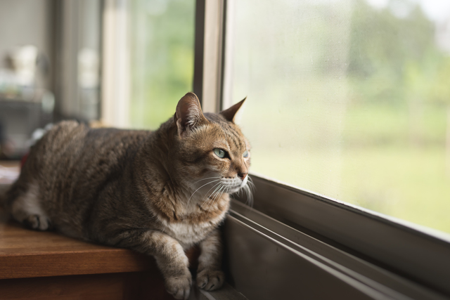 tabby cat sit near the window