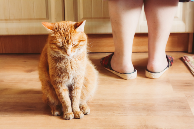 Red Cat Sitting Near Female Foots