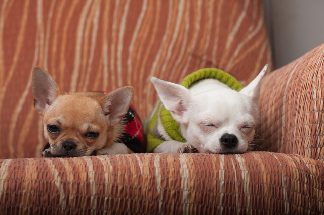 Two Chihuahua dogs dressed with pullovers resting on sofa
