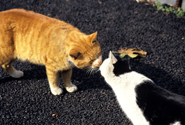 猫　キス