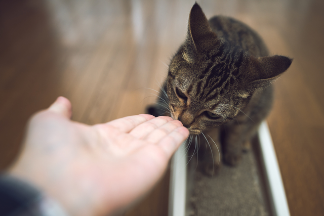 猫　キス