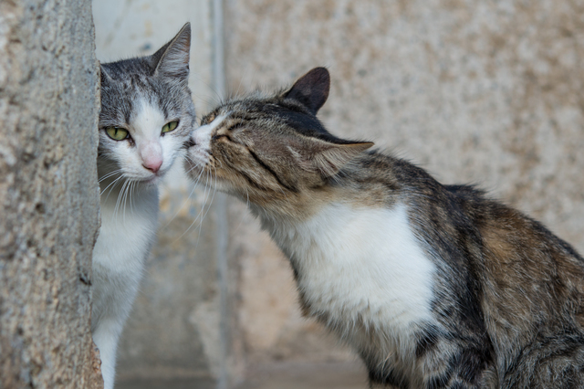 猫　キス