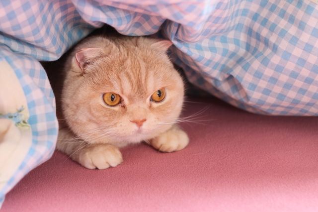 猫　尿スプレー