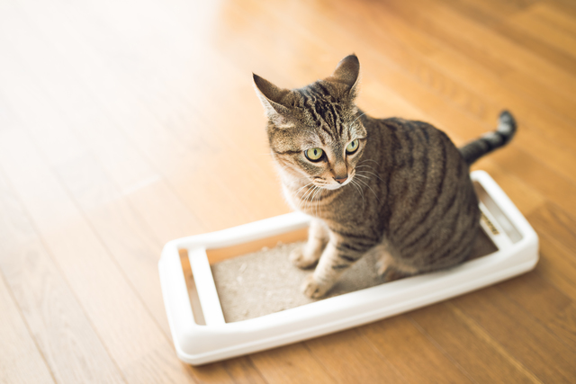 ねこ　爪とぎ