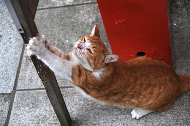 ねこ　爪とぎ